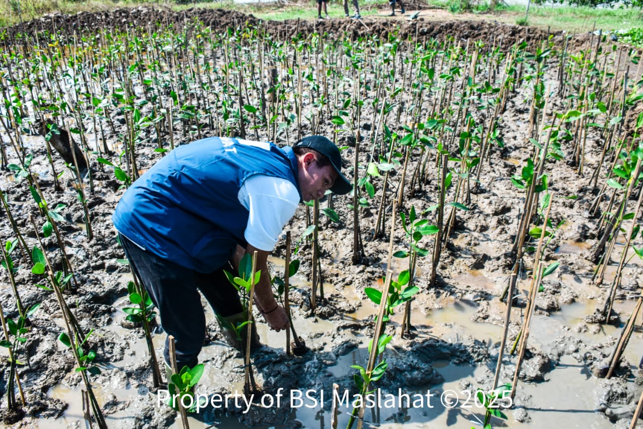 Penanaman Pohon Mangrove